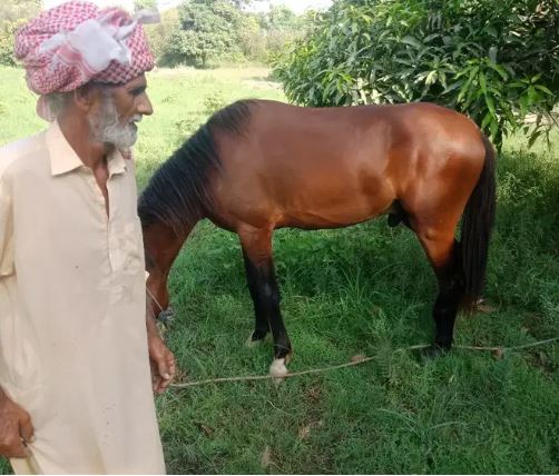 Horses for sale Argent