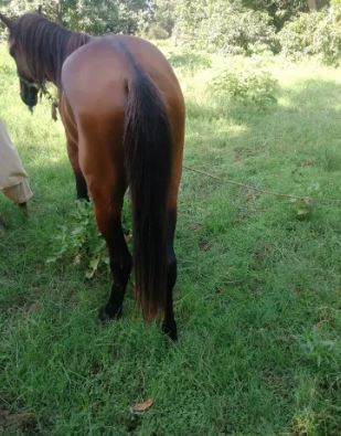 Horses for sale Argent