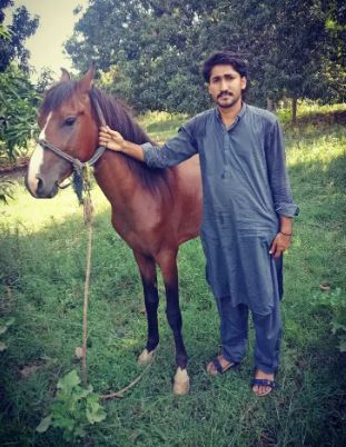 Horses for sale Argent