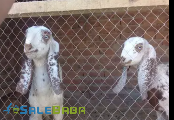 Goat Two Kid Female Available for Sale in Faisalabad