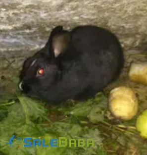 Black and White Rabit Available for Sale in Abbottabad