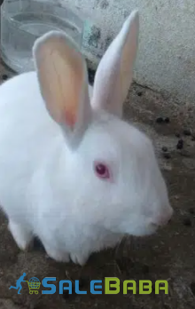 Black and White Rabit Available for Sale in Abbottabad