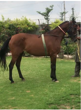 English adult Female horse for sale