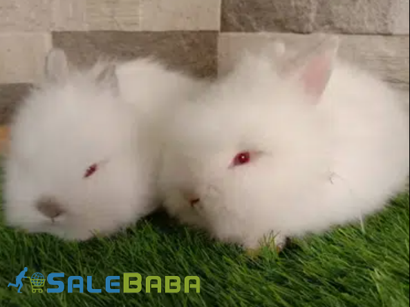 White Rabbit Anaya Pair Available for sale in lahore