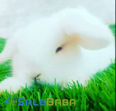 White Rabbit Anaya Pair Available for sale in lahore