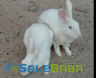 White rabbit Available for Sale in Bahawalpur