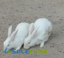 White rabbit Available for Sale in Bahawalpur