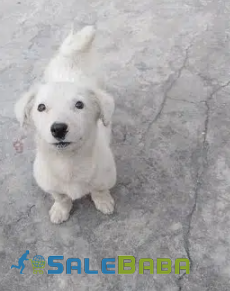 White Russian puppy Available for Sale in Lahore