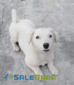 White Russian puppy Available for Sale in Lahore