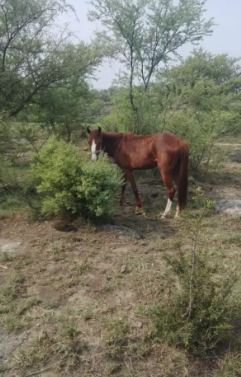 Brown Beautiful Horse Ghori for salee