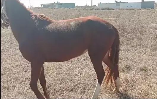 Brown Beautiful Horse Ghori for salee