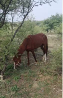 Brown Beautiful Horse Ghori for salee