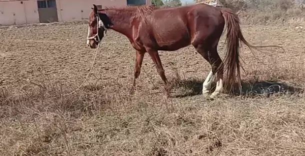 Brown Beautiful Horse Ghori for salee