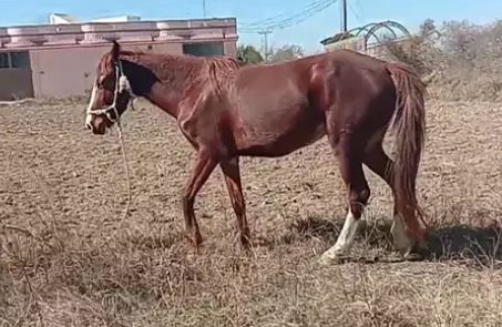 Brown Beautiful Horse Ghori for salee