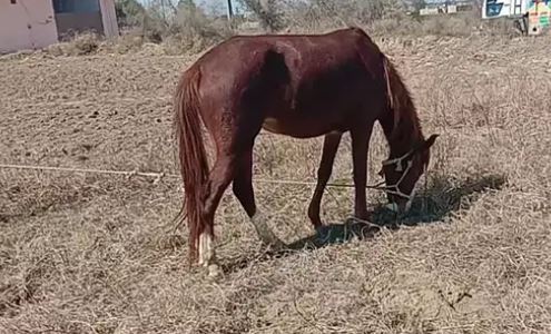 Brown Beautiful Horse Ghori for salee