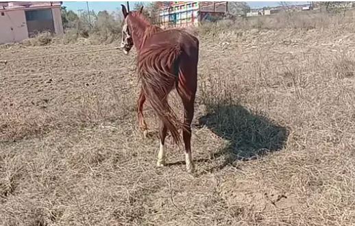 Brown Beautiful Horse Ghori for salee