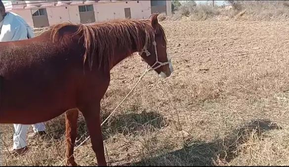Brown Beautiful Horse Ghori for salee