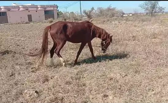 Brown Beautiful Horse Ghori for salee