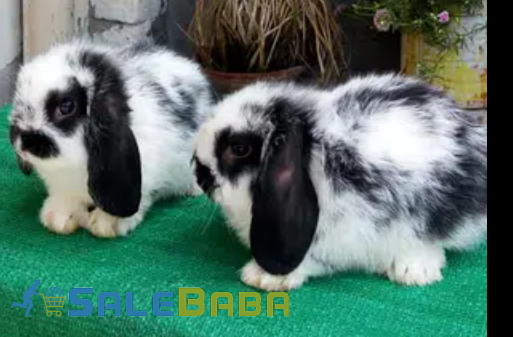 Black and White Holland Lop Rabbits pair Available for Sale in Islamabad