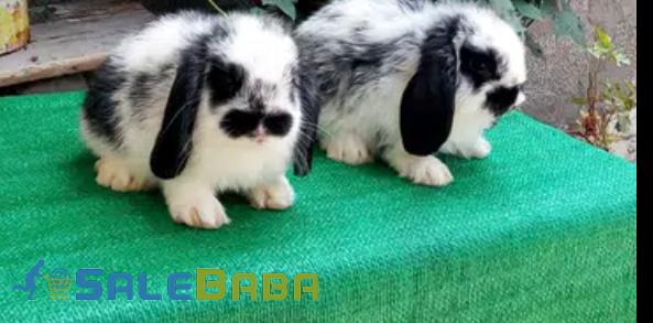 Black and White Holland Lop Rabbits pair Available for Sale in Islamabad