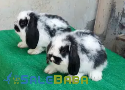 Black and White Holland Lop Rabbits pair Available for Sale in Islamabad