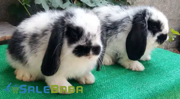 Black and White Holland Lop Rabbits pair Available for Sale in Islamabad