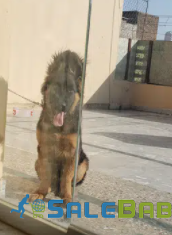 Black and Brown German Shepherd Long Available for Sale in Islamabad