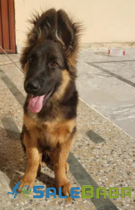 Black and Brown German Shepherd Long Available for Sale in Islamabad