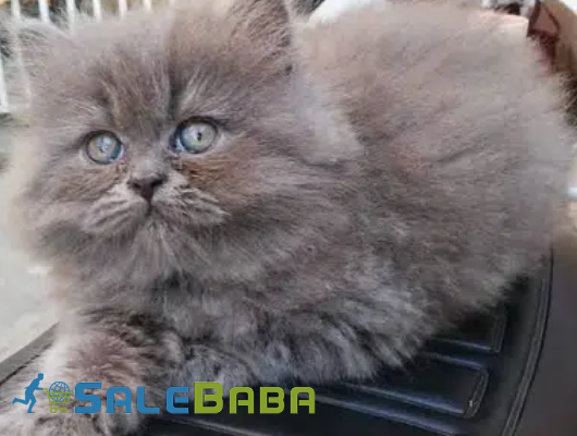 Playful Persian Kittens Available for Sale in Karachi