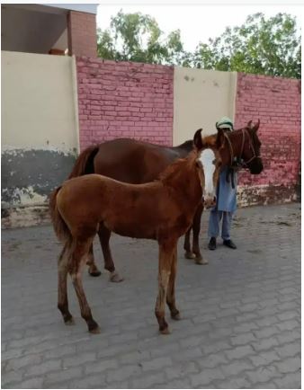 Pregnant mare for sale with her female foal