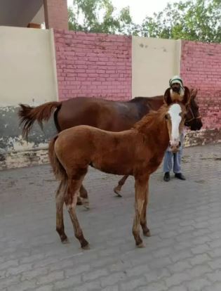 Pregnant mare for sale with her female foal