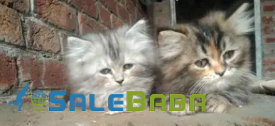 Percian kittens Available for sale in Lahore