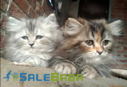 Percian kittens Available for sale in Lahore