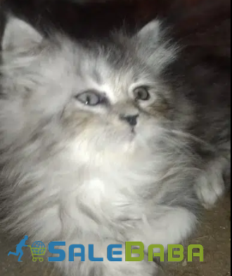 Percian kittens Available for sale in Lahore