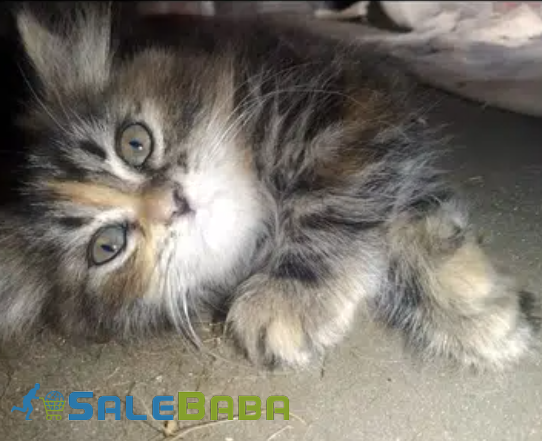 Percian kittens Available for sale in Lahore