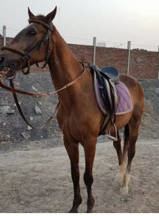 Thoroughbred horse for Sale!