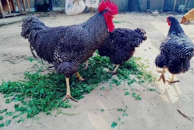 PLYMOUTH ROCK CHICKS