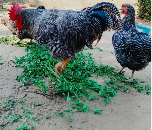 PLYMOUTH ROCK CHICKS