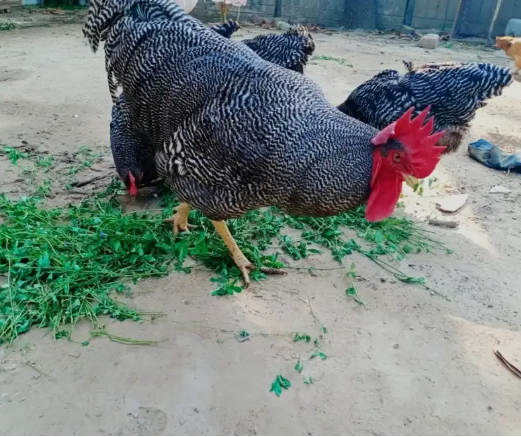 PLYMOUTH ROCK CHICKS