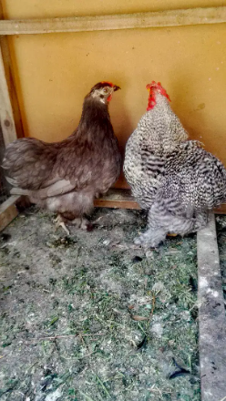 adult pair young coco bantum/bentum/bantam