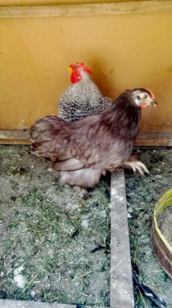 adult pair young coco bantum/bentum/bantam