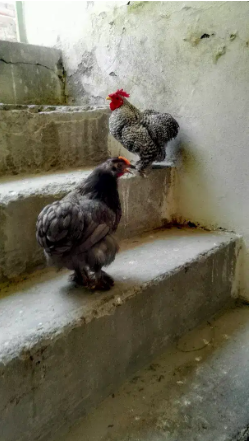 adult pair young coco bantum/bentum/bantam