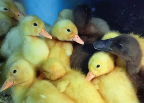 Duck chicks.