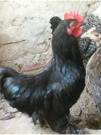 Fancy black bantom male