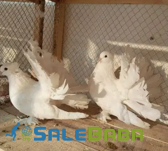 White Peigion pair Available for Sale in Sahiwal