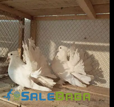 White Peigion pair Available for Sale in Sahiwal