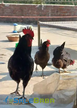 Black Hen Available for Sale in Lahore