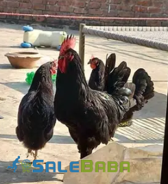 Black Hen Available for Sale in Lahore