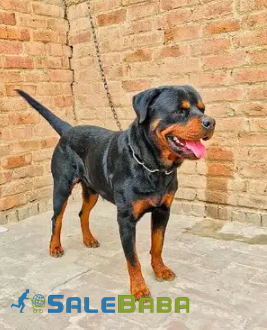 Black Dog Male Available for Sale in Faisalabad