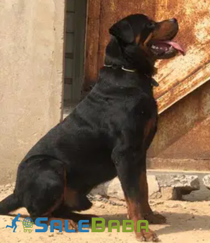 Black Dog Male Available for Sale in Faisalabad